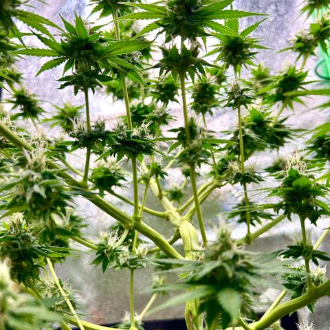 God Bud growlog timeline photo