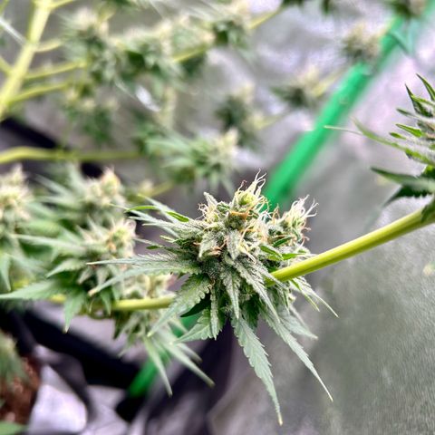 God Bud growlog timeline photo