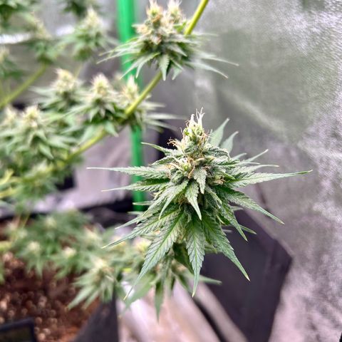 God Bud growlog timeline photo