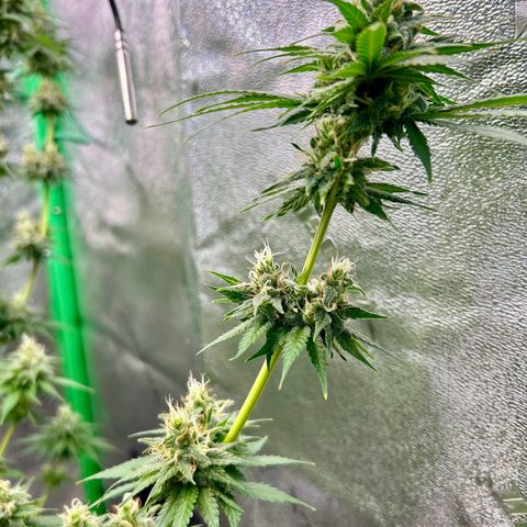 God Bud growlog timeline photo