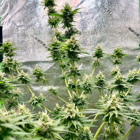 God Bud growlog timeline photo