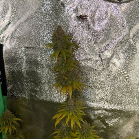 God Bud growlog timeline photo
