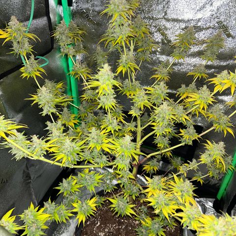 God Bud growlog timeline photo