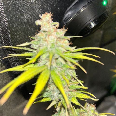 God Bud growlog timeline photo