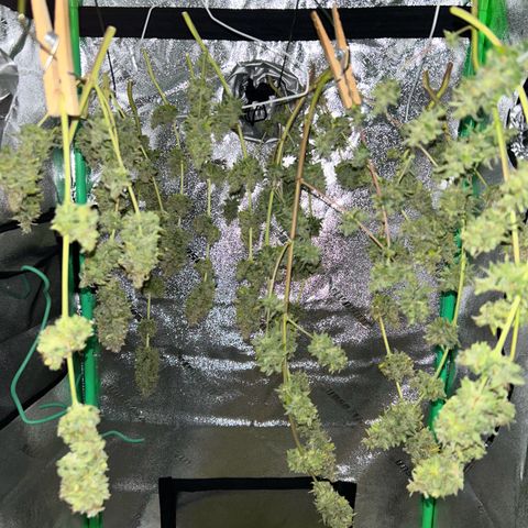 God Bud growlog timeline photo