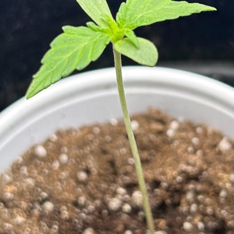 Auto White Widow growlog timeline photo