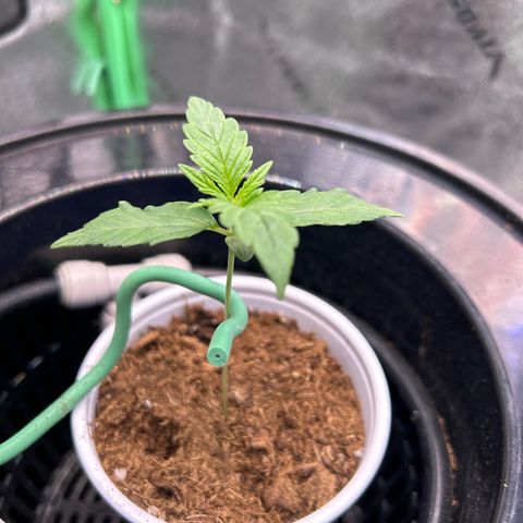 Auto White Widow growlog timeline photo