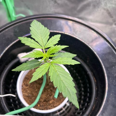 Auto White Widow growlog timeline photo