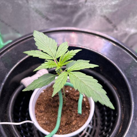 Auto White Widow growlog timeline photo