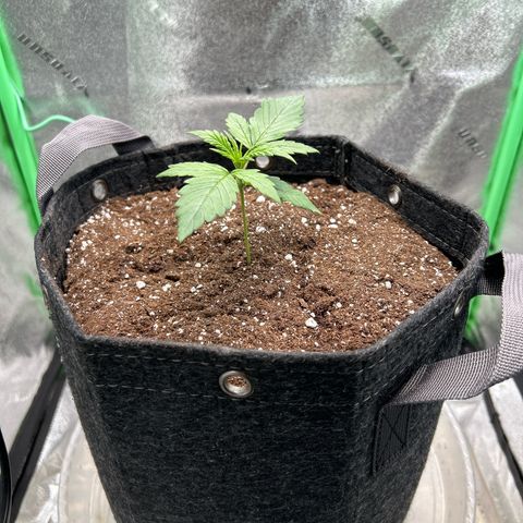 Auto White Widow growlog photo: Repotted