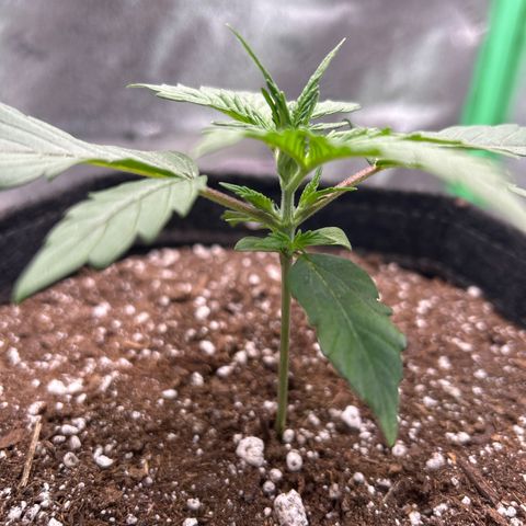 Auto White Widow growlog photo: Pre flowers 