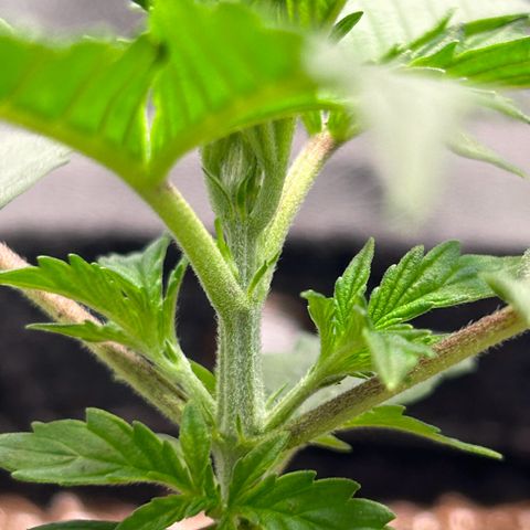 Auto White Widow growlog timeline photo