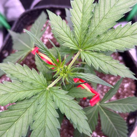 Auto White Widow growlog timeline photo