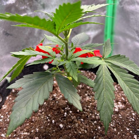 Auto White Widow growlog timeline photo