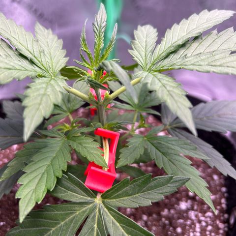 Auto White Widow growlog timeline photo