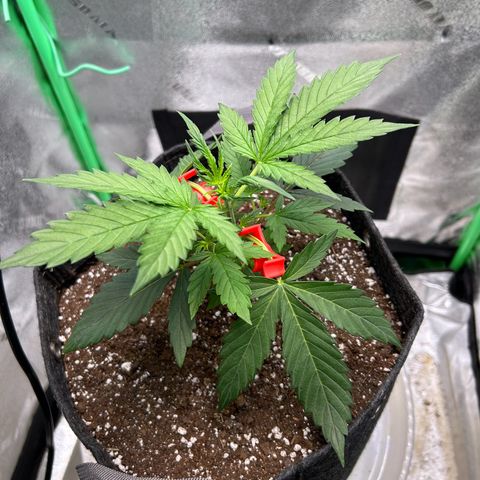 Auto White Widow growlog timeline photo