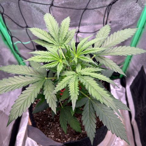 Auto White Widow growlog timeline photo