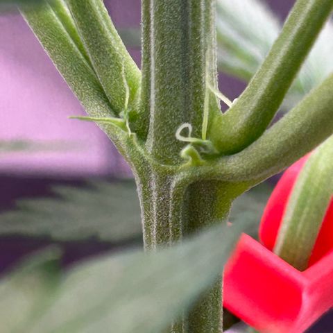 Auto White Widow growlog timeline photo