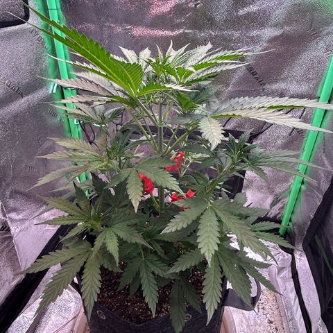 Auto White Widow growlog timeline photo