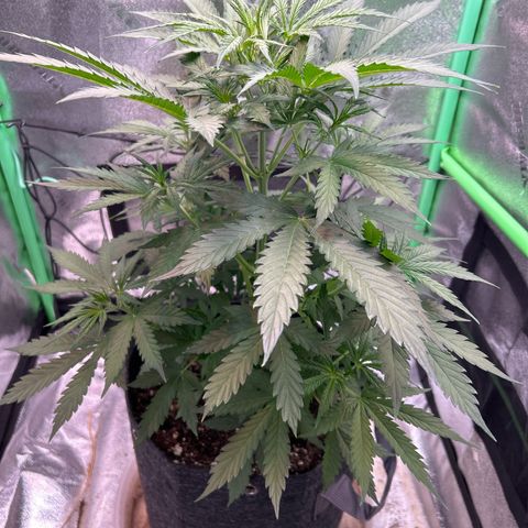 Auto White Widow growlog timeline photo