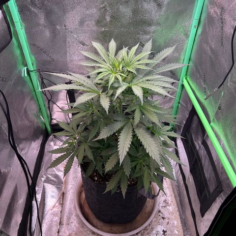 Auto White Widow growlog photo: Super super healthy and thriving girl!!!