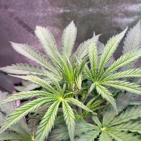 Auto White Widow growlog photo: Super super healthy and thriving girl!!!