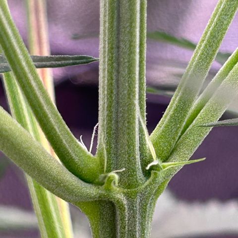 Auto White Widow growlog photo: Super super healthy and thriving girl!!!