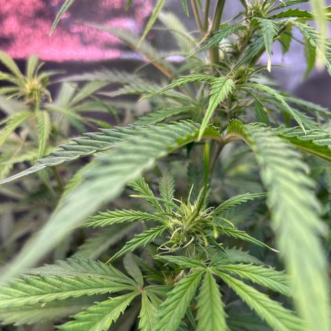 Auto White Widow growlog timeline photo