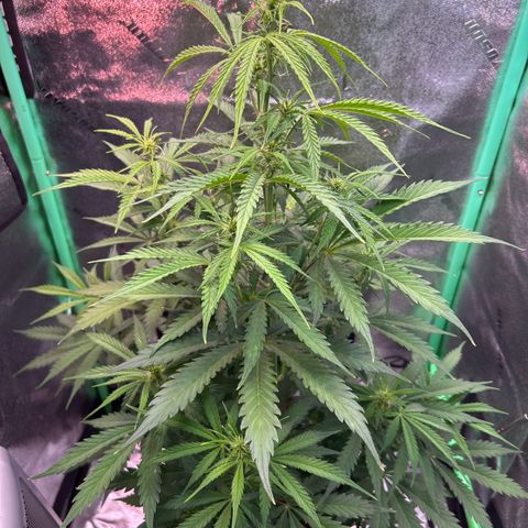 Auto White Widow growlog timeline photo