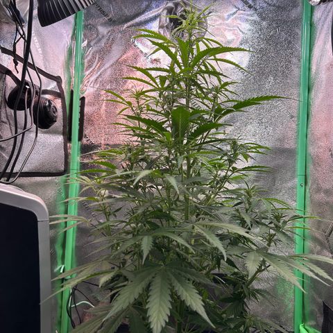 Auto White Widow growlog timeline photo