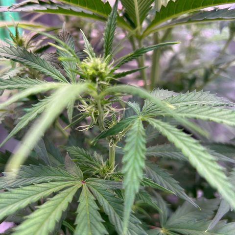 Auto White Widow growlog timeline photo