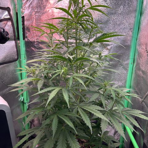 Auto White Widow growlog timeline photo