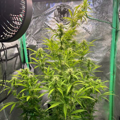 Auto White Widow growlog timeline photo