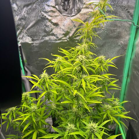 Auto White Widow growlog timeline photo