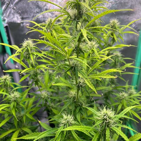 Auto White Widow growlog timeline photo