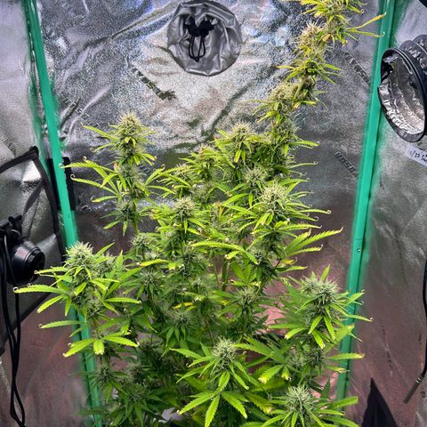 Auto White Widow growlog timeline photo