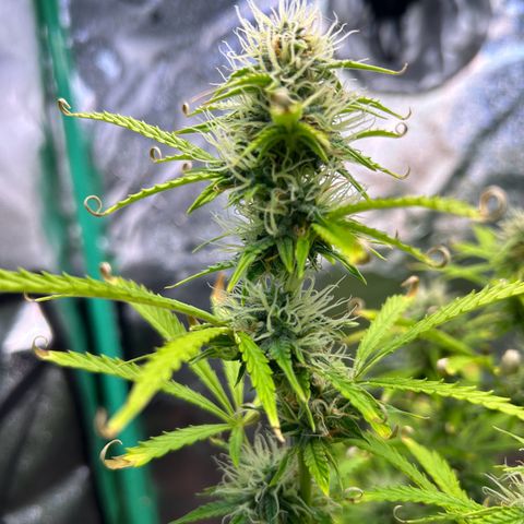 Auto White Widow growlog timeline photo