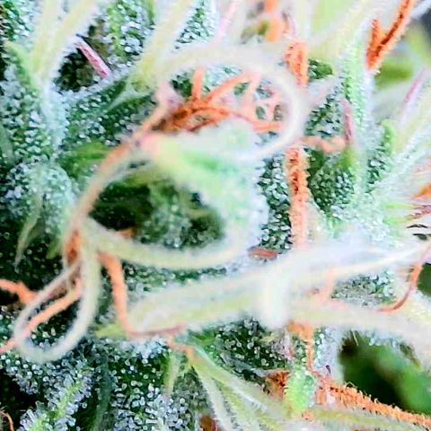 Auto White Widow growlog timeline photo