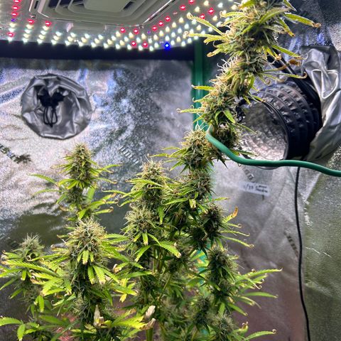 Auto White Widow growlog timeline photo