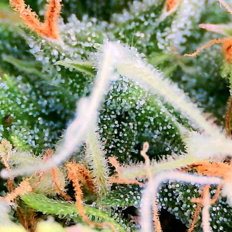 Auto White Widow growlog timeline photo