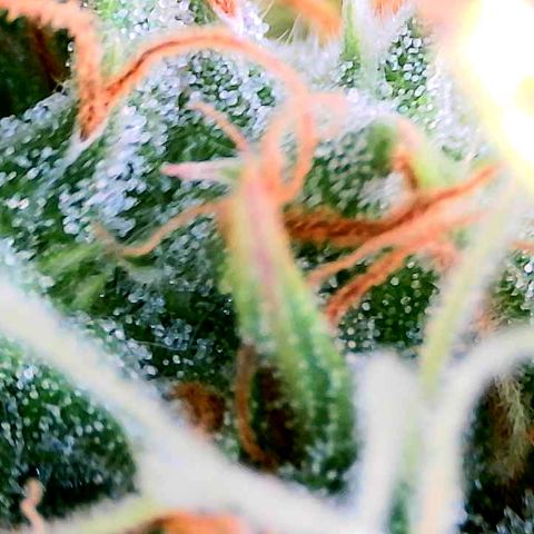 Auto White Widow growlog timeline photo