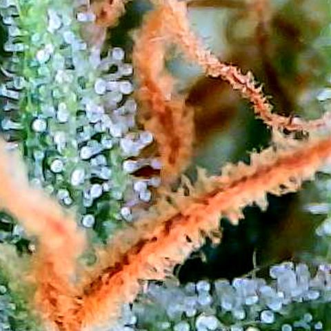 Auto White Widow growlog timeline photo