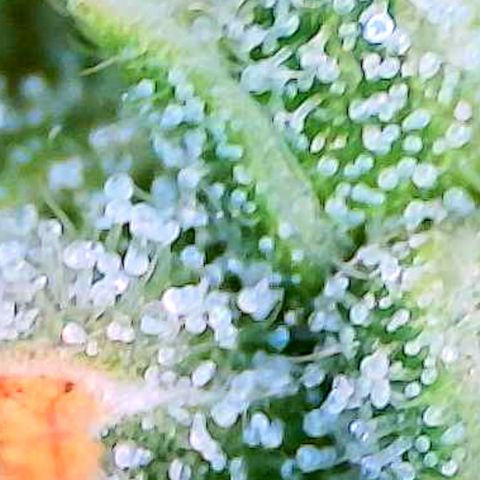 Auto White Widow growlog timeline photo