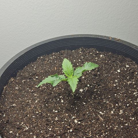 Heather growlog timeline photo