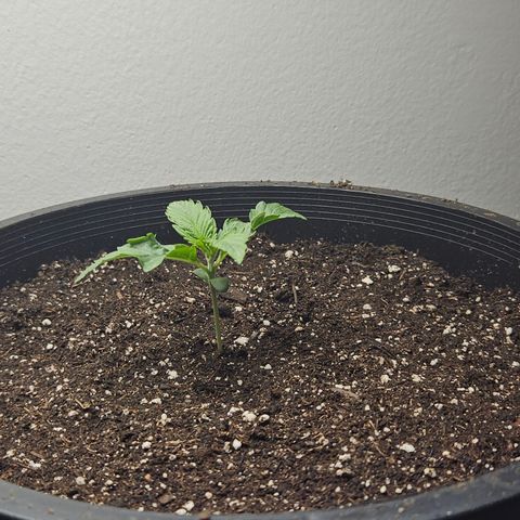 Heather growlog timeline photo