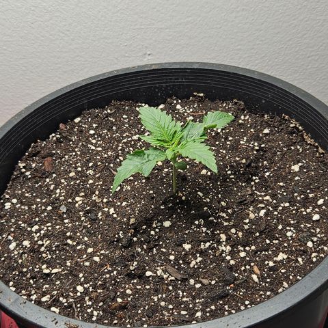 Heather growlog timeline photo