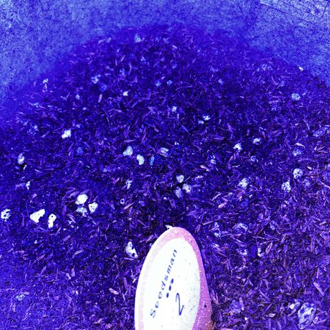 Two growlog photo: Seedling 