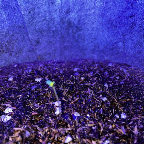 Two growlog photo: Looking good. Gone overnight and came home to lights off. 