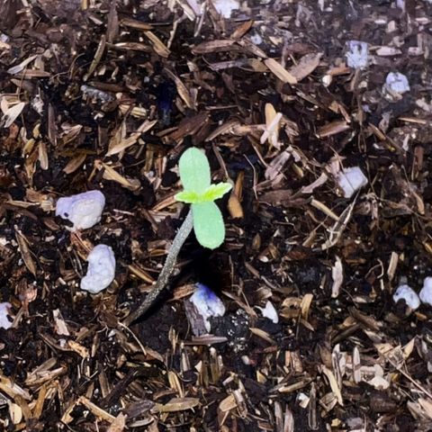Two growlog photo: Looking good 👍🏻 
