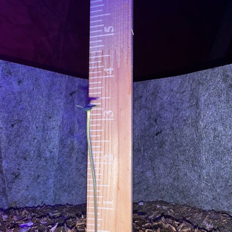 Two growlog timeline photo